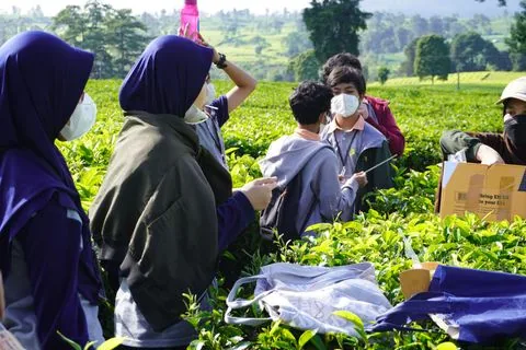 Murid SMP mencatat pengamatan di kebun teh